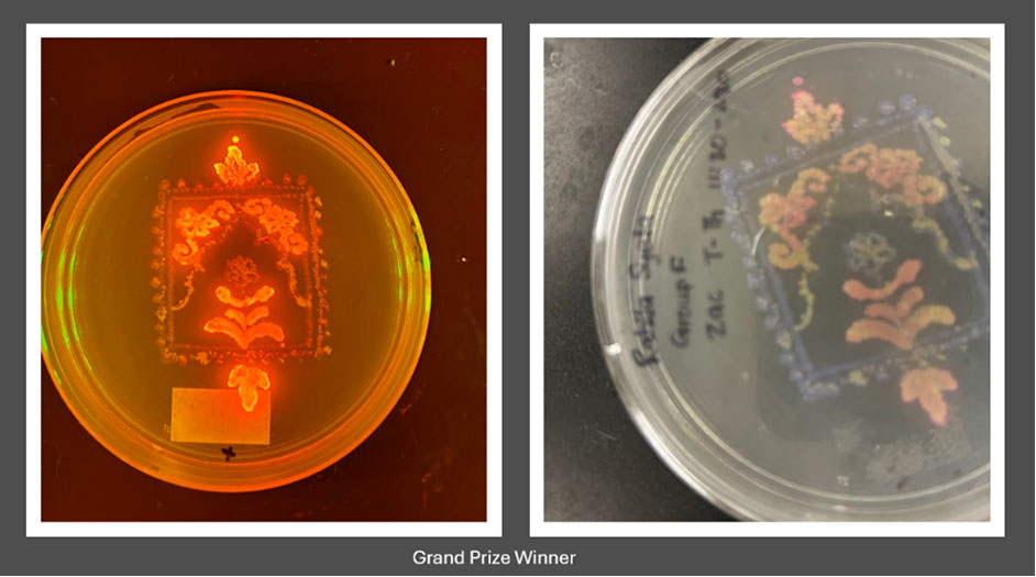 Petri Plate Art